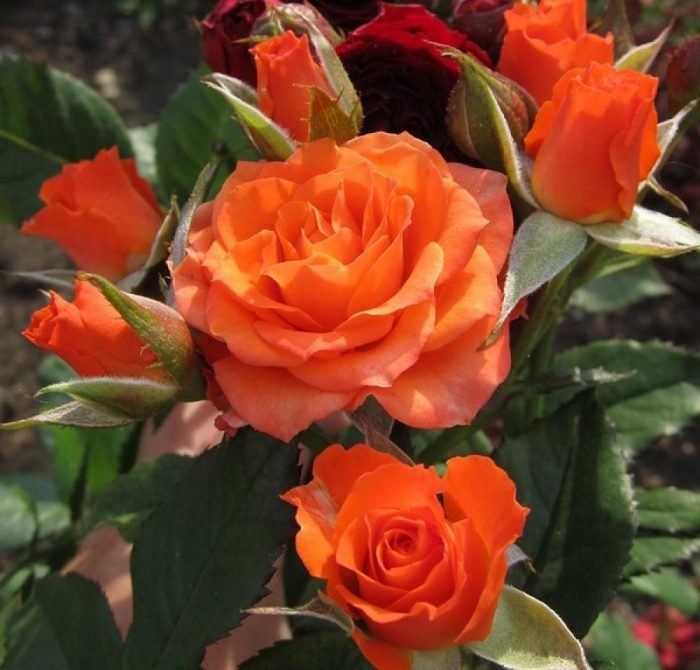 Роза Алегрия (Alegria C4): характеристика, описание с фото, отзывы садоводов