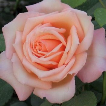 Плетистые розы – Питомник Иващенко