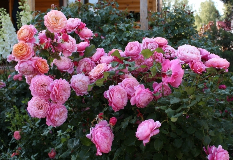 Роза-шраб Прикс П. Ж. Редут (Prix PJ. Redoute): характеристика и описание сорта с фото и отзывы садоводов