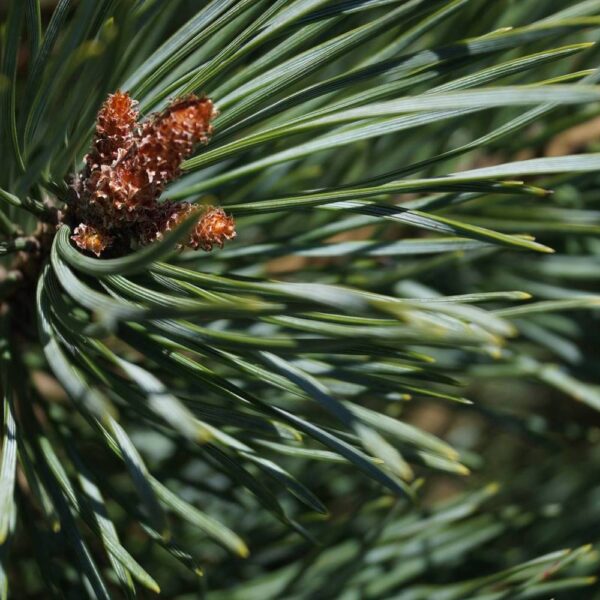 Pinus-sylvestris-watereri