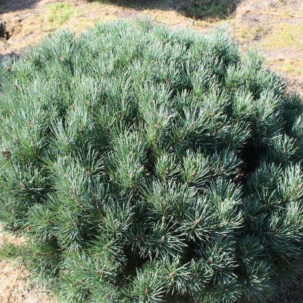 Pinus-sylvestris-watereri