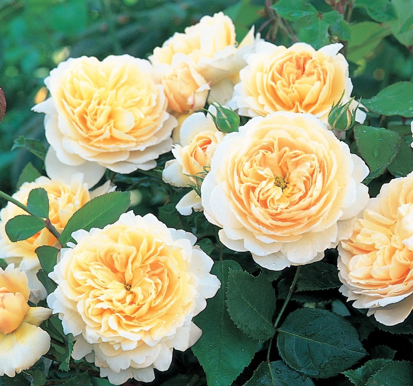 роза крокус роуз энциклопедия роз